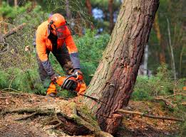 How Our Tree Care Process Works  in  Lyman, SC