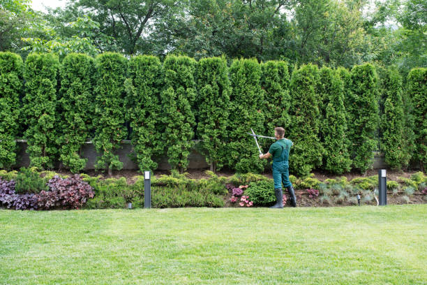 Best Tree Health Inspection  in Lyman, SC